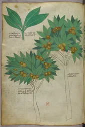 Botanisk illustration, ca 1440 (bläck  färg på pergament)