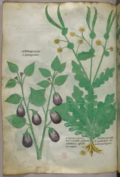 Botanisk illustration, ca 1440 (bläck  färg på pergament)