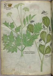 Botanisk illustration, ca 1440 (bläck  färg på pergament)