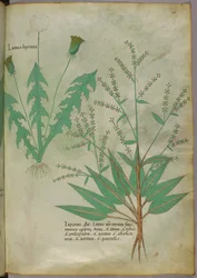 Botanisk illustration, ca 1440 (bläck  färg på pergament)