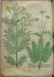 Botanisk illustration, ca 1440 (bläck  färg på pergament)