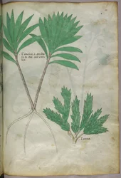 Botanisk illustration, ca 1440 (bläck  färg på pergament)