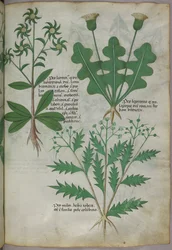 Botanisk illustration, ca 1440 (bläck  färg på pergament)