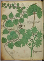 Botanisk illustration, ca 1440 (bläck  färg på pergament)