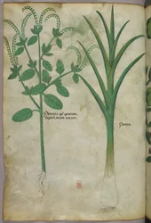 Botanisk illustration, ca 1440 (bläck  färg på pergament)
