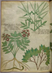 Botanisk illustration, ca 1440 (bläck  färg på pergament)