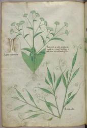 Botanisk illustration, ca 1440 (bläck  färg på pergament)