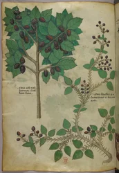 Botanisk illustration, ca 1440 (bläck  färg på pergament)