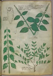 Botanisk illustration, ca 1440 (bläck  färg på pergament)