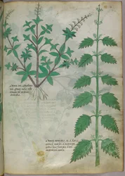 Botanisk illustration, ca 1440 (bläck  färg på pergament)