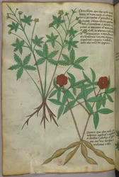 Botanisk illustration, ca 1440 (bläck  färg på pergament)