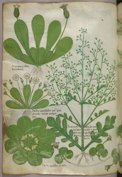 Botanisk illustration, ca 1440 (bläck  färg på pergament)
