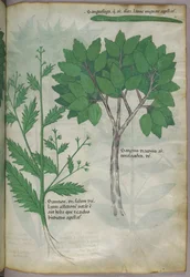 Botanisk illustration, ca 1440 (bläck  färg på pergament)