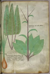 Botanisk illustration, ca 1440 (bläck  färg på pergament)