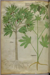 Botanisk illustration, ca 1440 (bläck  färg på pergament)