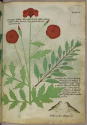 Botanisk illustration, ca 1440 (bläck  färg på pergament)