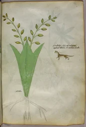 Botanisk illustration, ca 1440 (bläck  färg på pergament)