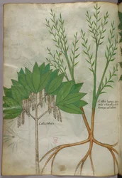 Botanisk illustration, ca 1440 (bläck  färg på pergament)