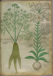 Botanisk illustration, ca 1440 (bläck  färg på pergament)