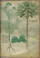 Botanisk illustration, ca 1440 (bläck  färg på pergament)