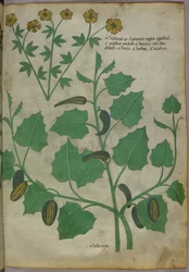 Botanisk illustration, ca 1440 (bläck  färg på pergament)