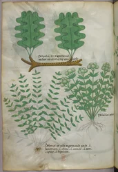Botanisk illustration, ca 1440 (bläck  färg på pergament)