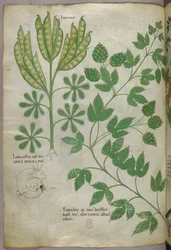 Botanisk illustration, ca 1440 (bläck  färg på pergament)