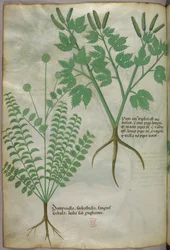 Botanisk illustration, ca 1440 (bläck  färg på pergament)