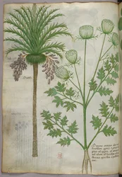 Botanisk illustration, ca 1440 (bläck  färg på pergament)
