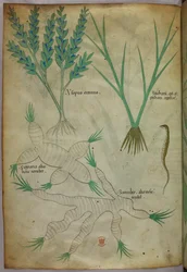 Botanisk illustration, ca 1440 (bläck  färg på pergament)