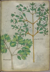 Botanisk illustration, ca 1440 (bläck  färg på pergament)