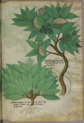 Botanisk illustration, ca 1440 (bläck  färg på pergament)