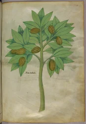 Botanisk illustration, ca 1440 (bläck  färg på pergament)