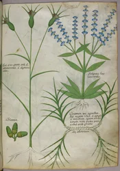 Botanisk illustration, ca 1440 (pergament), ca 1440 (bläck  färg på pergament)