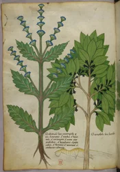 Botanisk illustration från Herbal, Tractatus de Herbis, Sloane 4016 f.39v, ca 1440 (bläck  färg på pergament)