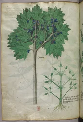 Botanisk illustration av ett fruktträd och en växt, ca 1440 (tusch  färg på pergament)
