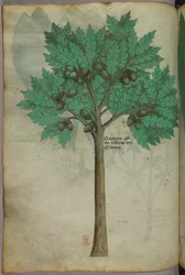 Botanisk illustration av ett nötträd, ca 1440 (bläck  färg på pergament)