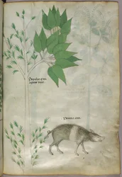 Botanisk illustration av en växt och en galt eller gris, märkt "porcina caro", ca 1440 (bläck och färg på pergament)