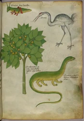Botanisk illustration av en växt med en syrsa, en trana och en salamander, ca 1440 (bläck och färg på pergament)