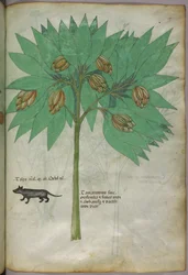 Botanisk illustration av en växt med ett djur, ca 1440 (tusch  färg på pergament)