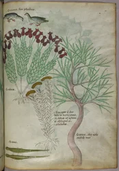 Botanisk illustration av en växt med fåglar och insekter, ca 1440 (tusch  färg på pergament)