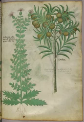 Botanisk illustration av melonträd, ca 1440 (tusch  färg på pergament)