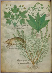 Botanisk illustration av växter och ett vildsvin, ca 1440 (bläck och färg på pergament)