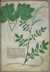 Botanisk illustration av växter och en orm, ca 1440 (tusch  färg på pergament)