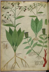 Botanisk illustration av växter och koraller med en orm och en hjort, ca 1440 (bläck  färg på pergament)