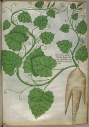 Botanisk illustration av växter, ca 1440 (bläck  färg på pergament)