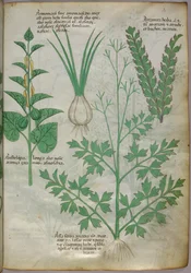 Botanisk illustration av växter, ca 1440 (bläck  färg på pergament)