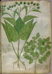 Botanisk illustration av växter, ca 1440 (bläck  färg på pergament)