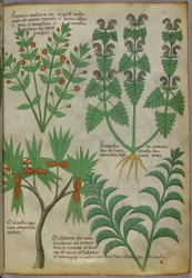 Botanisk illustration av växter, ca 1440 (bläck  färg på pergament)