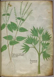 Botanisk illustration av växter, ca 1440 (bläck  färg på pergament)